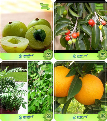 

Creative Farmer Plant Seeds Amla Tree,Mamosa -Elangi,Murraya Koenigii ,Orange Combo For Home Garden Veg Tree & Fruit Seeds & Vegetable Tree & Fruit Seeds Seeds By Creative Farmer Seed(4 per packet)