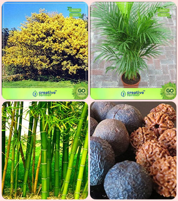 

Creative Farmer Tree Seeds For Home Garden Acacia Dealbata ,Areca Palm ,Bamboo Thorny ,Elaeocarpus Ganitrus Combo For Home Garden Tree Seeds & Ornamental Palm Tree & Bamboo & Sacred Tree Seeds By Creative Farmer Seed(4 per packet)