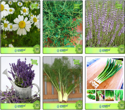 

Creative Farmer Combo Herbal Seeds German Chamomille, Thyme English Winter, Penny Royal, Lavender, Fennel Folrance, Garlic Chives Herb Seeds Combo Pack By Creative Farmer Seed(61 per packet)