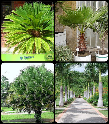 

Creative Farmer Seeds For Garden Sago Palm,Livistona Chinensis (L.Mauritiana) ,Himalayan Fan Palm ,Bottle Palm Combo For Home Garden Ornamental Palm Tree & Tree Seeds & Ornamental Palm Tree & Ornamental Palm Tree Seeds By Creative Farmer Seed(4 per packet