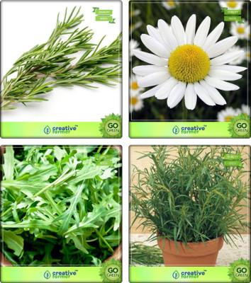

Creative Farmer Herb Combo Packet Rosemary, German Chamomille, Wild Rocket, Terragon Herb Seeds Combo Pack By Creative Farmer Seed(4 per packet)