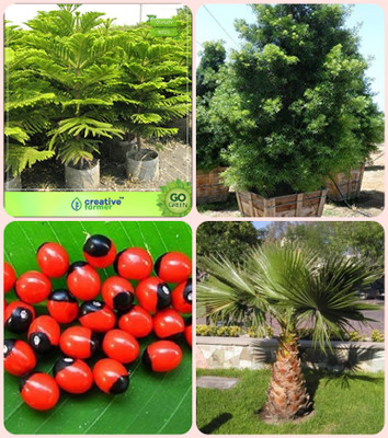 

Creative Farmer Combo Tree Seeds Hoop Pine ,Podocarpus Gracillior ,Abrus Precatorius ,Livistona Chinensis (L.Mauritiana) Combo For Home Garden Shade Tree/Ornamental Tree & Tree Seeds & Herbal Tree & Tree Seeds Seeds By Creative Farmer Seed(4 per packet)