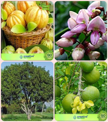 

Creative Farmer Tree Seeds Of India Malabar Tamarind,Pongamia Pinnata,Mahogany ,Aegle Marmelos Combo For Home Garden Fruit Seeds & Medicinal Tree Seeds & Timber Species & Sacred Tree Seeds By Creative Farmer Seed(4 per packet)
