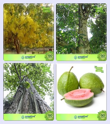 

Creative Farmer Seeds Of Trees For Garden Cassia Fistula,Gmelina Arborea,Teak Seeds ,Guava Combo For Home Garden Ornamental Tree & Medicinal Tree Seeds & Timber Species/Shade Tree & Fruit Seeds Seeds By Creative Farmer Seed(4 per packet)