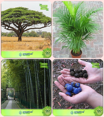 

Creative Farmer Garden Tree Plants For Home Acacia Senegal ,Areca Palm ,Bamboo Thorny ,Elaeocarpus Ganitrus Combo For Home Garden Tree Seeds & Ornamental Palm Tree & Bamboo & Sacred Tree Seeds By Creative Farmer Seed(4 per packet)