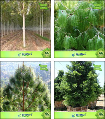 

Creative Farmer Seeds Of Trees For Garden Mangium,Pinus Petula ,Pinus Roxburghaii ,Podocarpus Gracillior Combo For Home Garden Shade Tree & Timber Species & Timber & Tree Seeds Seeds By Creative Farmer Seed(4 per packet)