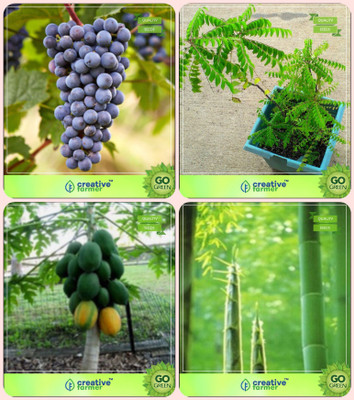 

Creative Farmer Seeds For Garden Tree Grape,Murraya Koenigii,Papaya ,Small Bamboo Combo For Home Garden Fruit Seeds & Vegetable Tree & Fruit Seeds & Bamboo Seeds By Creative Farmer Seed(4 per packet)