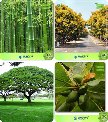 

Creative Farmer Forest Tree Seeds Bamboo Thorny,Peltophorum,Albizia Saman ,Indian Badam Combo For Home Garden Bamboo & Flower Tree & Shade Tree & Fruit Seeds Seeds By Creative Farmer Seed(4 per packet)