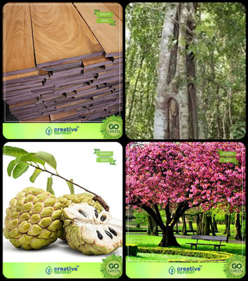 

Creative Farmer Tree Seeds For All Season Mahogany,Wrightia Tinctoria,Anona Squamosa ,Peach Combo For Home Garden Timber Species & Medicinal Tree Seeds & Fruit Seeds Seeds By Creative Farmer Seed(4 per packet)