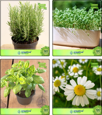 

Creative Farmer Herb Seeds Combo Rosemary, Cress Common, Lemon Basil, German Chamomille Herb Seeds Combo Pack By Creative Farmer Seed(4 per packet)