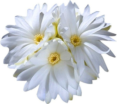 

Nema Succulent Echinopsis tubiflora cactus Flower Seed(10 per packet)