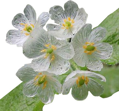 

Nema Clear Flower Seed(20 per packet)