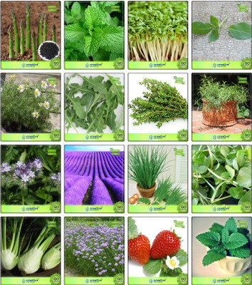 

Creative Farmer Combo Pack Asparagus, Mint, Cress Common, Lemon Basil, German Chamomille, Wild Rocket, Thyme English Winter, Terragon, Penny Royal, Lavender, Garlic Chives, Water Cress, Fennel Folrance, Chives, Alpine Strawberry, Lemon Balm, Herb Seeds Co