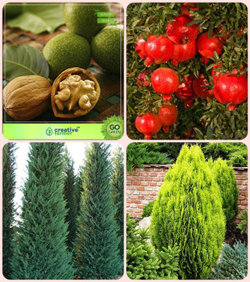 

Creative Farmer Tree Seeds For Home Garden Wallnut ,Pomagranate Nana,Cupressus Torulosa ,Thuja Orientalis Combo For Home Garden Nut Seeds & Fruit Seeds & Shade Tree/Ornamental Tree & Medicinal Plant Seeds Seeds By Creative Farmer Seed(4 per packet)