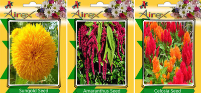 Airex Sungold, Red Amaranthus and Celosia Summer Flower Seed (Pack Of 20 Seed * 3 Per Packet) Seed(20 per packet)