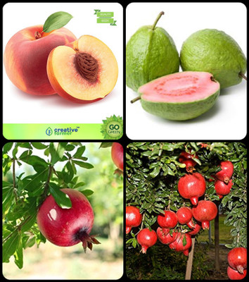 

Creative Farmer Garden Tree Plants For Home Peach ,Guava ,Pomagranate ,Pomagranate Nana Combo For Home Garden Fruit Seeds & Fruit Seeds Seeds By Creative Farmer Seed(4 per packet)