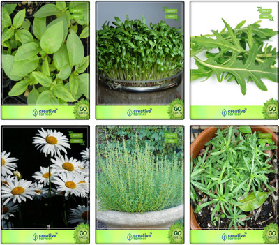 

Creative Farmer Herb Seeds Combo For Kitchen Garden Lemon Basil, Cress Common, Wild Rocket, German Chamomille, Thyme English Winter, Terragon Herb Seeds Combo Pack By Creative Farmer Seed(6 per packet)