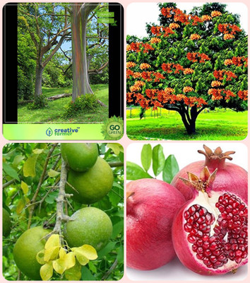 

Creative Farmer Best Outdoor Seeds Eucalyptus Grandis,Asoka ,Aegle Marmelos ,Pomagranate Combo For Home Garden Herb Tree & Sacred Tree & Sacred Tree & Fruit Seeds Seeds By Creative Farmer Seed(4 per packet)