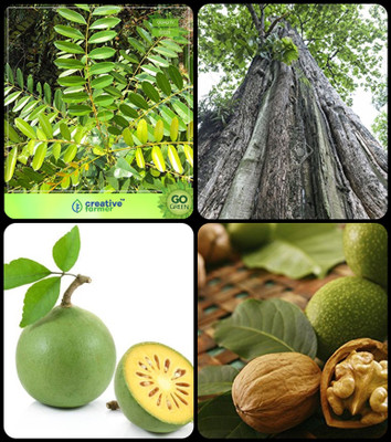 

Creative Farmer Gardening Tree Seeds Simarouba Glauca(Paradise-Tree),Teak Seeds,Aegle Marmelos ,Wallnut Combo For Home Garden Herbal Medicinal Tree/Plant & Timber Species/Shade Tree & Sacred Tree & Nut Seeds Seeds By Creative Farmer Seed(4 per packet)