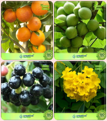 

Creative Farmer Tree & Forest Seeds Orange,Sapindus Emarginatus,Syzygium Cumini ,Tecoma Stans Combo For Home Garden Fruit Seeds & Nut Seeds & Plum Seeds & Flowering Plant Seeds By Creative Farmer Seed(4 per packet)