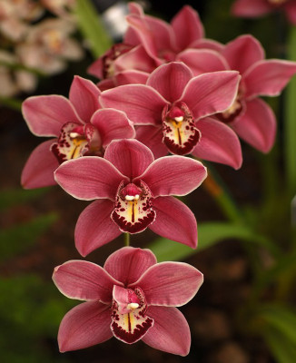 

Nema Cymbidium Faberi Flower Seed(100 per packet)
