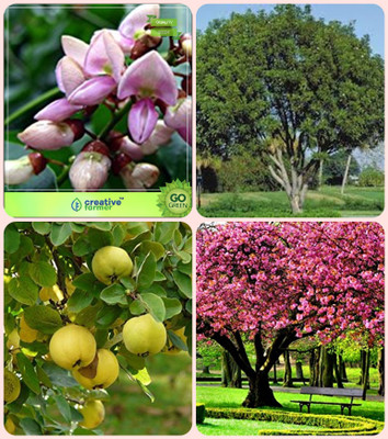 

Creative Farmer Tree Seeds For All Season Pongamia Pinnata,Mahogany,Aegle Marmelos ,Peach Combo For Home Garden Medicinal Tree Seeds & Timber Species & Sacred Tree & Fruit Seeds Seeds By Creative Farmer Seed(4 per packet)
