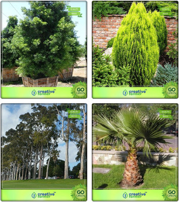 

Creative Farmer Tree Seeds For Home Indoor Podocarpus Gracillior ,Thuja Orientalis ,Eucalyptus ,Livistona Chinensis (L.Mauritiana) Combo For Home Garden Tree Seeds & Medicinal Plant Seeds & Herb Tree & Tree Seeds Seeds By Creative Farmer Seed(4 per packet