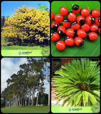 

Creative Farmer Tree Seeds Planting Acacia Dealbata ,Abrus Precatorius ,Eucalyptus ,Sago Palm Combo For Home Garden Tree Seeds & Herbal Tree & Herb Tree & Ornamental Palm Tree Seeds By Creative Farmer Seed(4 per packet)
