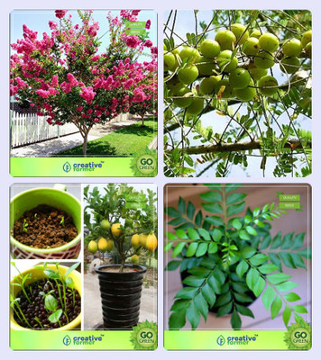 

Creative Farmer Tree Seeds Plant Queen Crape Myrtle,Amla Tree,Citrus Seeds ,Murraya Koenigii Combo For Home Garden Flower Tree & Veg Tree & Fruit Seeds & Vegetable Tree Seeds By Creative Farmer Seed(4 per packet)
