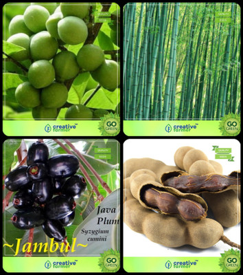 

Creative Farmer Seeds For Garden Tree Sapindus Emarginatus,Small Bamboo,Syzygium Cumini ,Tamarind Combo For Home Garden Nut Seeds & Bamboo & Plum Seeds & Fruit Seeds Seeds By Creative Farmer Seed(4 per packet)