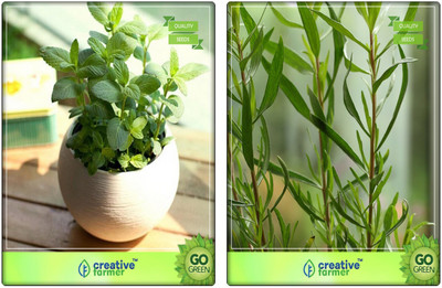 

Creative Farmer Herb 2 In 1 Combo Lemon Balm, Terragon Herb Seeds Combo Pack By Creative Farmer Seed(2 per packet)