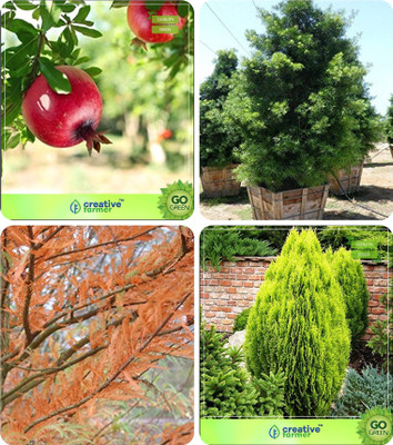 

Creative Farmer Gardening Tree Seeds For Garden Pomagranate,Podocarpus Gracillior ,Taxodium Mucronatum ,Thuja Orientalis Combo For Home Garden Fruit Seeds & Tree Seeds & Tree Seeds & Medicinal Plant Seeds Seeds By Creative Farmer Seed(1 per packet)