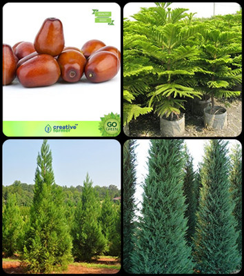 

Creative Farmer Tree Seeds Home Depot Plum ,Hoop Pine ,Japanese Cedar ,Cupressus Torulosa Combo For Home Garden Fruit Seeds & Shade Tree/Ornamental Tree & Shade Tree/Ornamental Tree & Shade Tree/Ornamental Tree Seeds By Creative Farmer Seed(4 per packet)
