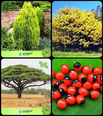 

Creative Farmer Exotic Combo Seeds Thuja Orientalis ,Acacia Dealbata ,Acacia Senegal ,Abrus Precatorius Combo For Home Garden Medicinal Plant Seeds & Tree Seeds & Tree Seeds & Herbal Tree Seeds By Creative Farmer Seed(4 per packet)
