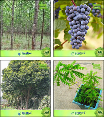 

Creative Farmer Fruit And Vegetable Tree Seeds Mangium,Grape,Mamosa -Elangi ,Murraya Koenigii Combo For Home Garden Shade Tree & Fruit Seeds & Vegetable Tree Seeds By Creative Farmer Seed(4 per packet)