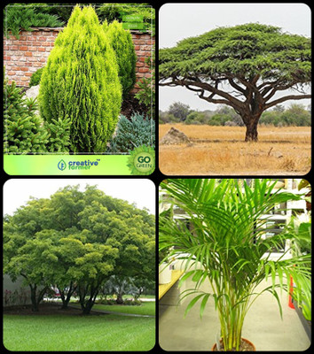 

Creative Farmer Conifer And Other Tree Thuja Orientalis ,Acacia Senegal ,Albizia Lebbeck ,Areca Palm Combo For Home Garden Medicinal Plant Seeds & Tree Seeds & Shade Tree & Ornamental Palm Tree Seeds By Creative Farmer Seed(4 per packet)