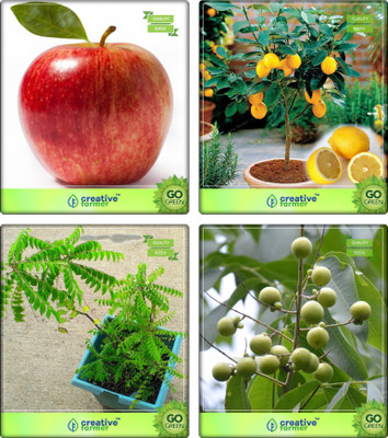 

Creative Farmer Seeds For Garden In Home Apple,Citrus Seeds ,Murraya Koenigii ,Sapindus Emarginatus Combo For Home Garden Fruit Seeds & Vegetable Tree & Nut Seeds Seeds By Creative Farmer Seed(4 per packet)