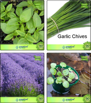 

Creative Farmer Herbal Plant Seeds Lemon Basil, Garlic Chives, Lavender, Water Cress Herb Seeds Combo Pack By Creative Farmer Seed(4 per packet)