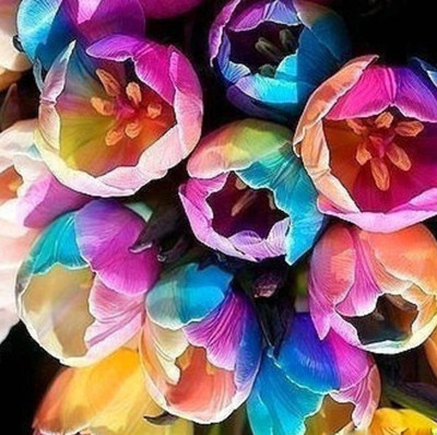 

Nema Rainbow Tulip Seed(10 per packet)