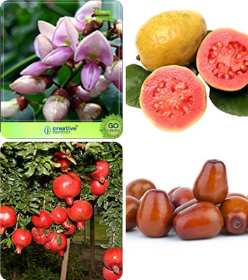 

Creative Farmer Seeds For Garden Pongamia Pinnata,Guava ,Pomagranate Nana ,Plum Combo For Home Garden Medicinal Tree Seeds & Fruit Seeds & Fruit Seeds Seeds By Creative Farmer Seed(4 per packet)