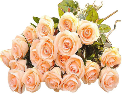 

Nema champagne rose Seed(100 per packet)