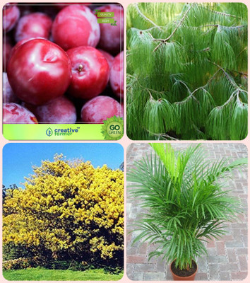 

Creative Farmer Seeds For Garden Tree Plum ,Pinus Petula ,Acacia Dealbata ,Areca Palm Combo For Home Garden Fruit Seeds & Timber Species & Tree Seeds & Ornamental Palm Tree Seeds By Creative Farmer Seed(4 per packet)