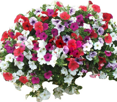 

Nema Multicolor Petunia Hybrida Seed(50 per packet)