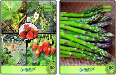 

Creative Farmer Herb Seeds For Home Garden Combo Alpine Strawberry, Asparagus Herb Seeds Combo Pack By Creative Farmer Seed(2 per packet)
