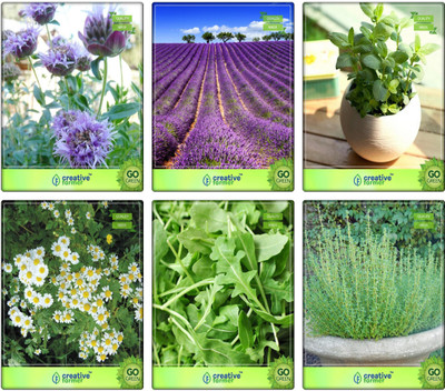 

Creative Farmer Herb Plants Seeds For Home Penny Royal, Lavender, Lemon Basil, German Chamomille, Wild Rocket, Thyme English Winter Herb Seeds Combo Pack By Creative Farmer Seed(6 per packet)