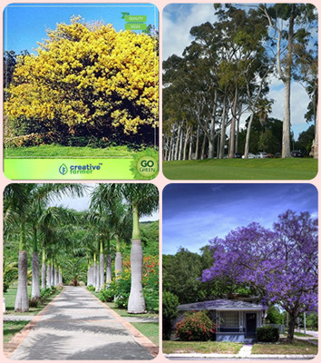 

Creative Farmer Tree Seeds For All Season India Acacia Dealbata ,Eucalyptus,Bottle Palm ,Jacaranda Blue Combo For Home Garden Tree Seeds & Herb Tree & Ornamental Palm Tree & Flowering Tree Seeds By Creative Farmer Seed(1 per packet)