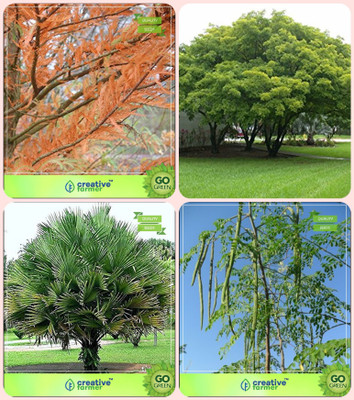 

Creative Farmer Exotic Tree Seeds Taxodium Mucronatum ,Albizia Lebbeck ,Himalayan Fan Palm ,Drumstick Combo For Home Garden Tree Seeds & Shade Tree & Ornamental Palm Tree & Vegetable Tree Seeds By Creative Farmer Seed(4 per packet)