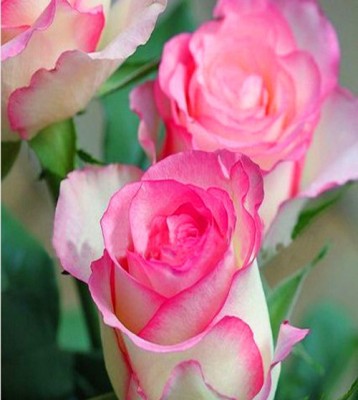 FUTABA White Heart Pink Side Rose Seed(50 per packet)