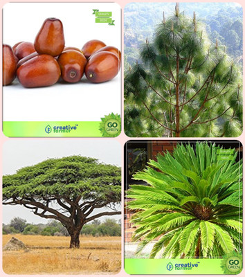 

Creative Farmer Tree Seeds For All Season Plum ,Pinus Roxburghaii,Acacia Senegal ,Sago Palm Combo For Home Garden Fruit Seeds & Timber & Tree Seeds & Ornamental Palm Tree Seeds By Creative Farmer Seed(4 per packet)