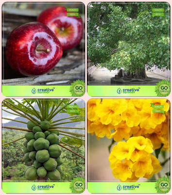 

Creative Farmer Tree & Forest Seeds Apple,Ficus Religiosa,Papaya ,Tecoma Stans Combo For Home Garden Fruit Seeds & Sacred Tree & Fruit Seeds & Flowering Plant Seeds By Creative Farmer Seed(4 per packet)